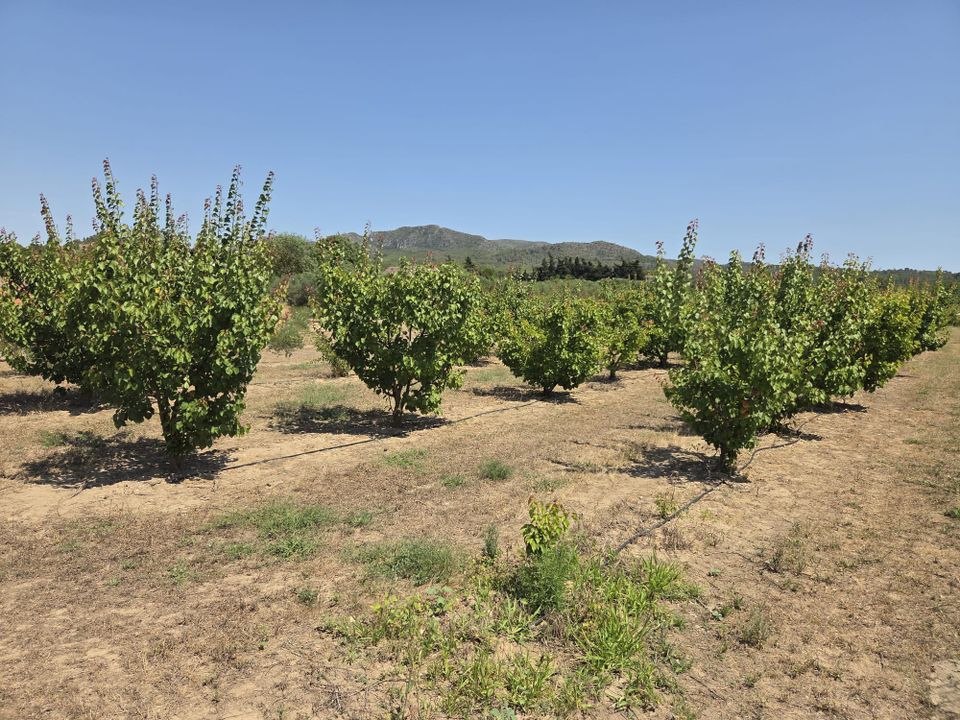 Finca i Ginestar, Tarragona - foto 1